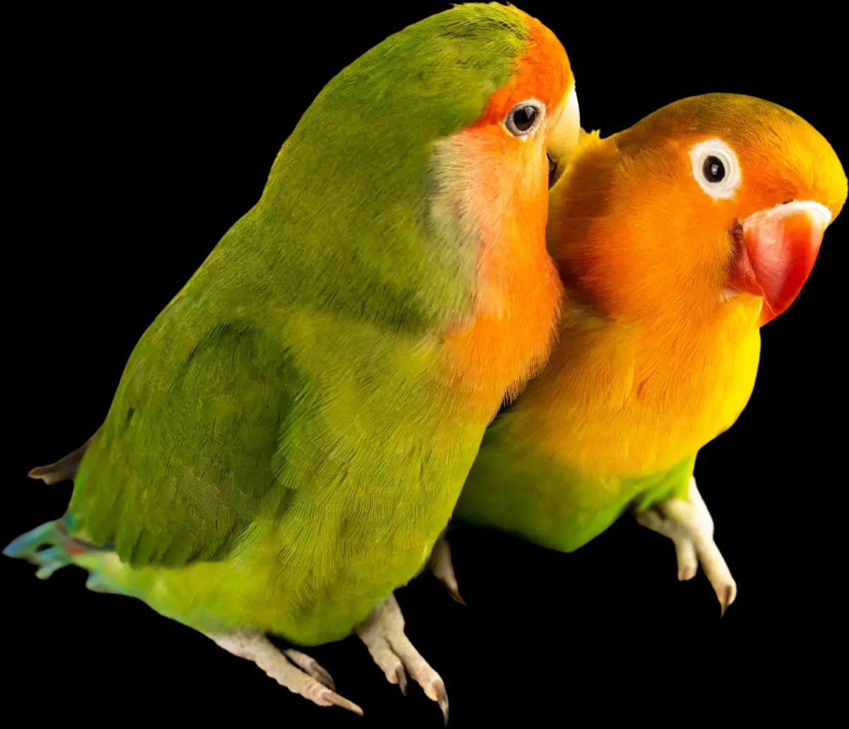 Oiseaux domestiques
