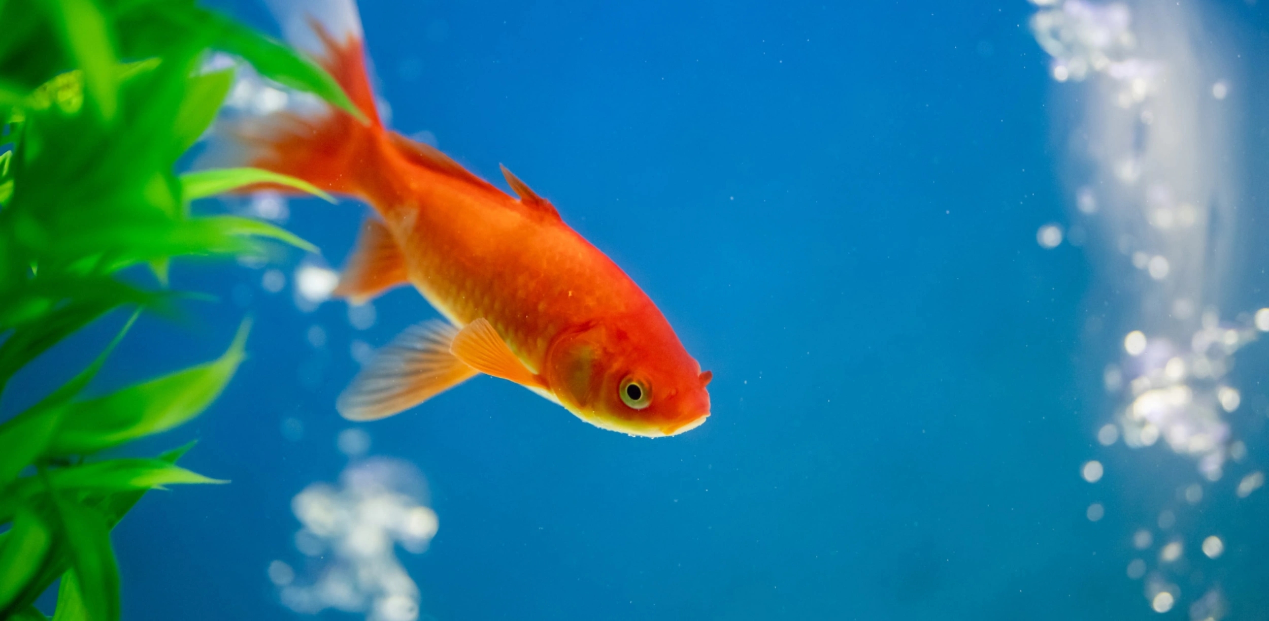 Poissons d’aquarium à vendre à Porto-Vecchio