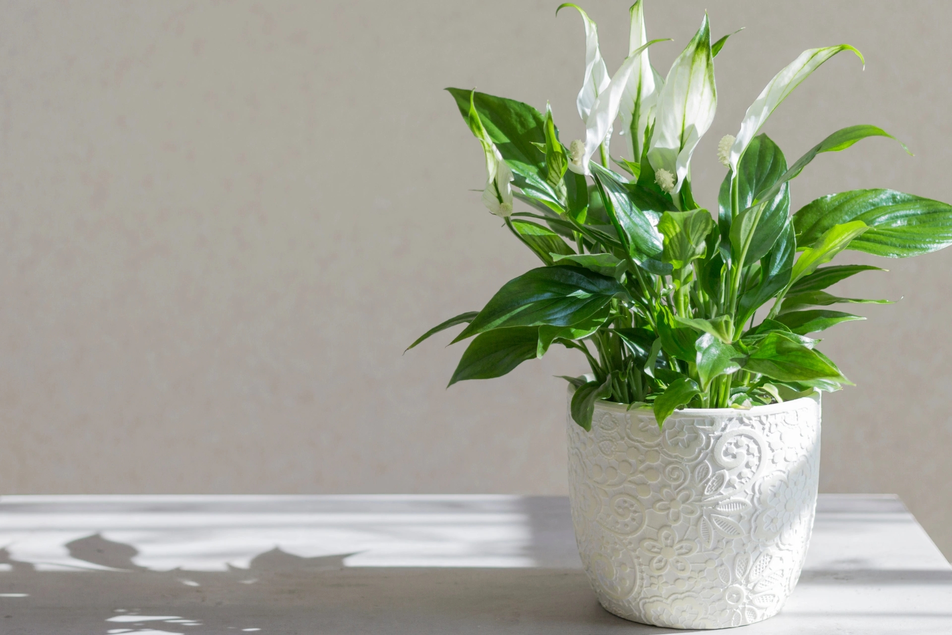 Plante d'intérieur à Porto-Vecchio