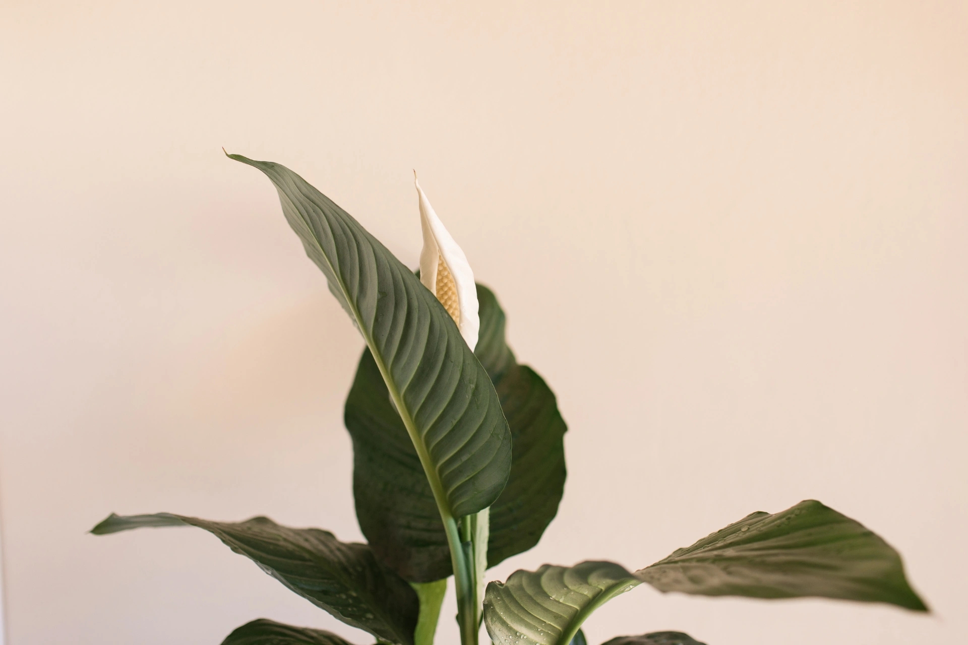 Vente de plante d'intérieur à Lecci