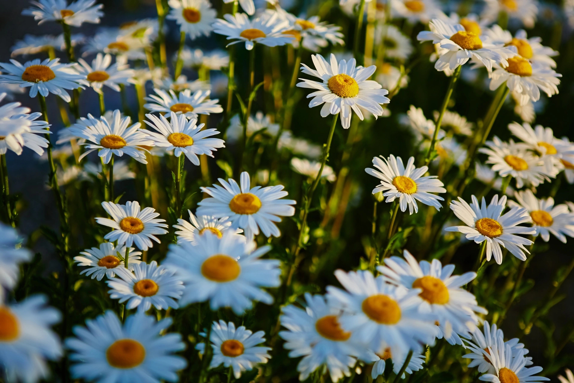 Vente de fleur de jardin à Porto-Vecchio