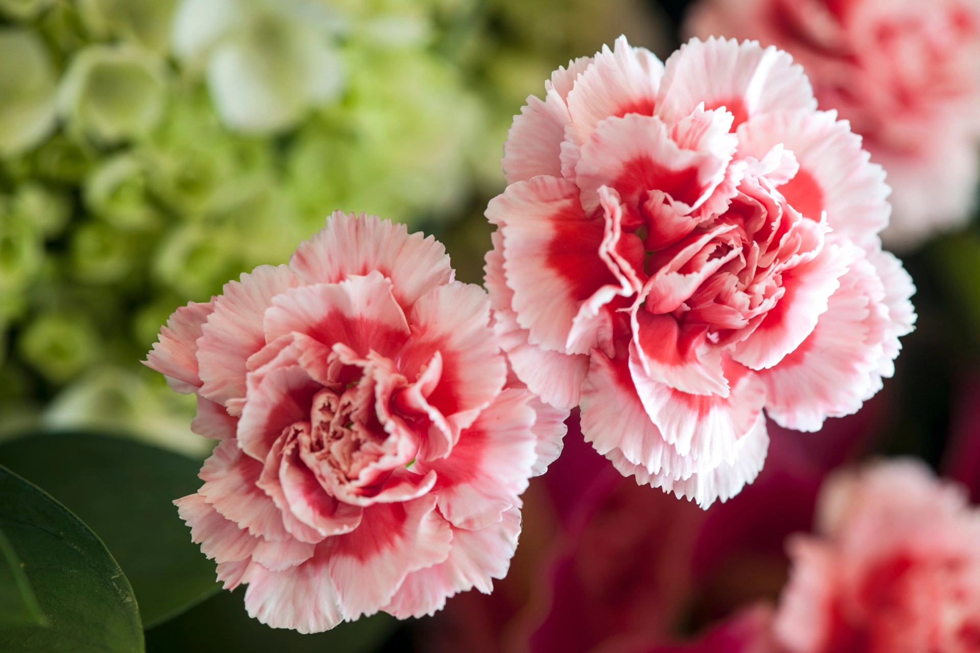 Vente de fleurs à Porto-Vecchio