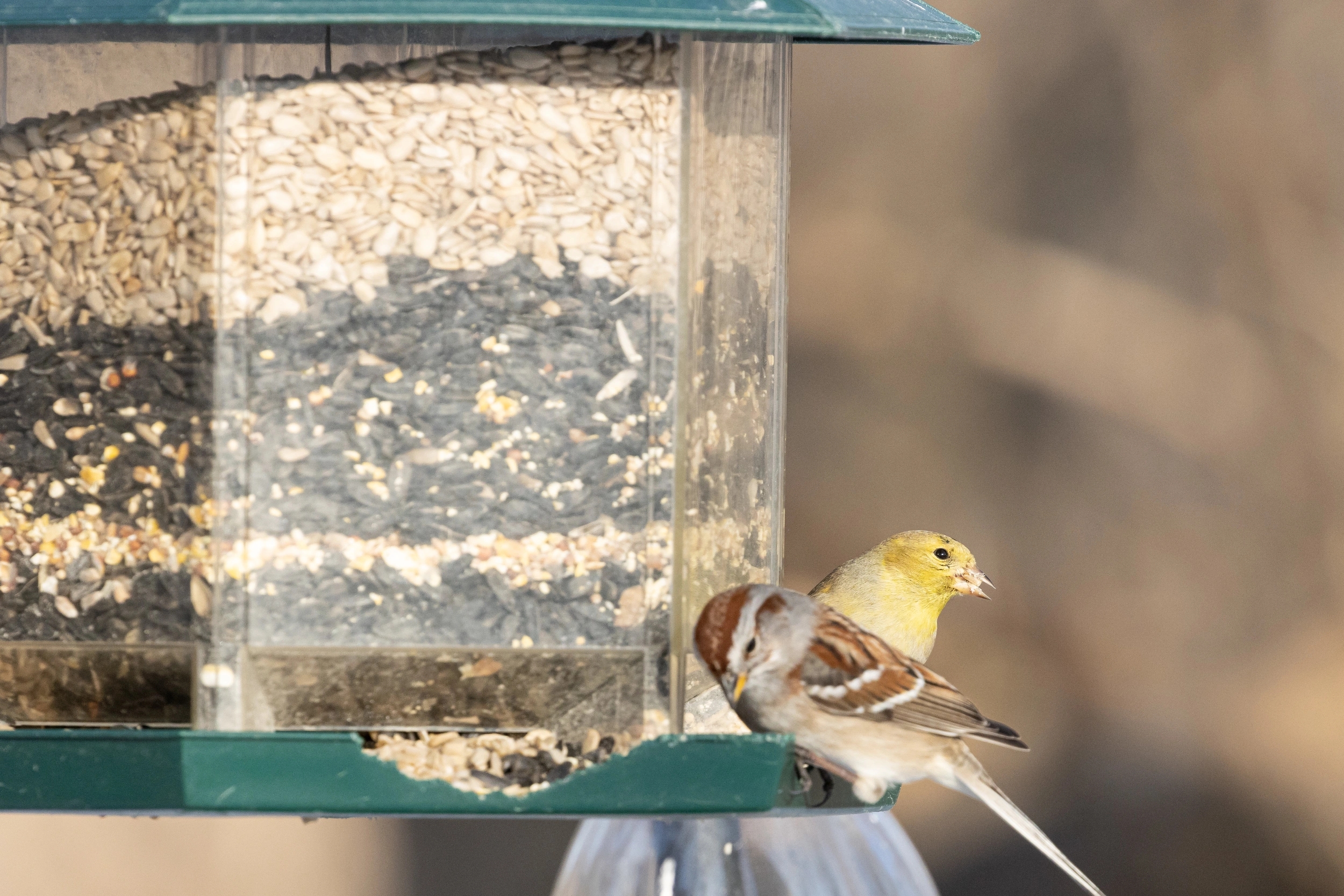 Vente de graines pour oiseaux à Porto-Vecchio