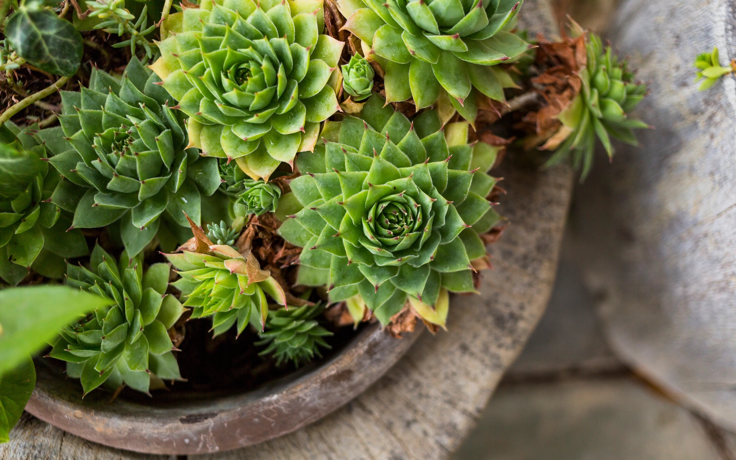 Cactus et succulentes à Porto-Vecchio