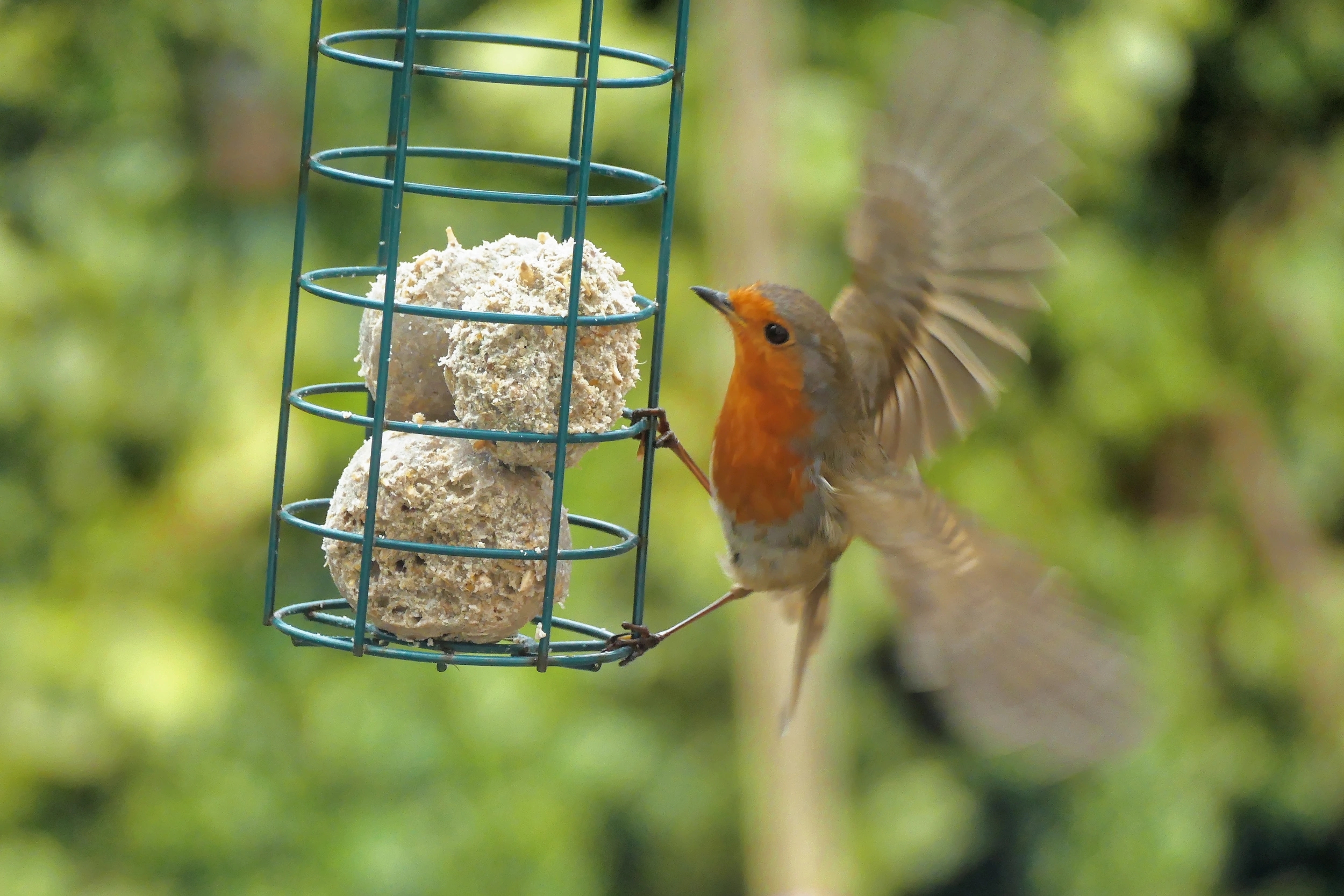 Nourriture pour oiseaux à Porto-Vecchio