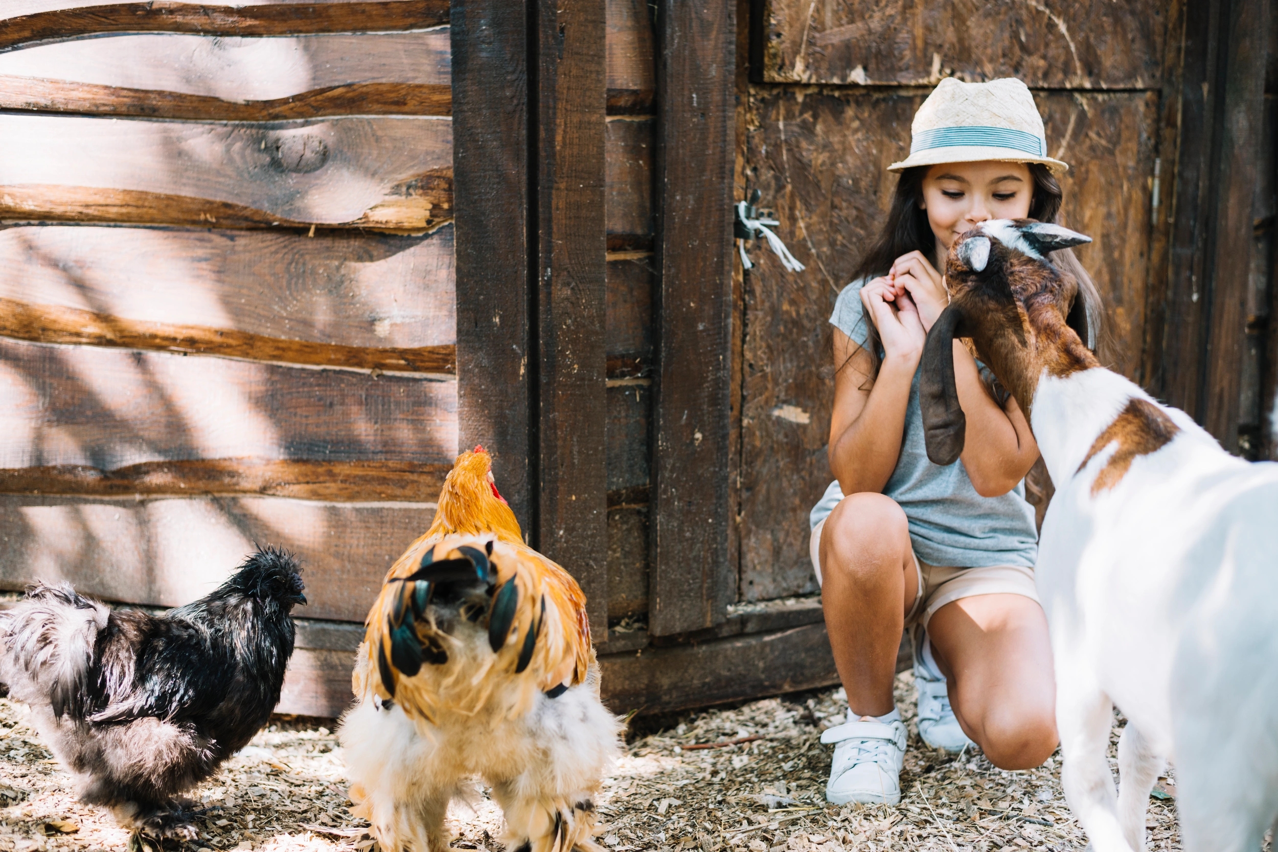 Vente de poule pondeuse à Porto-Vecchio