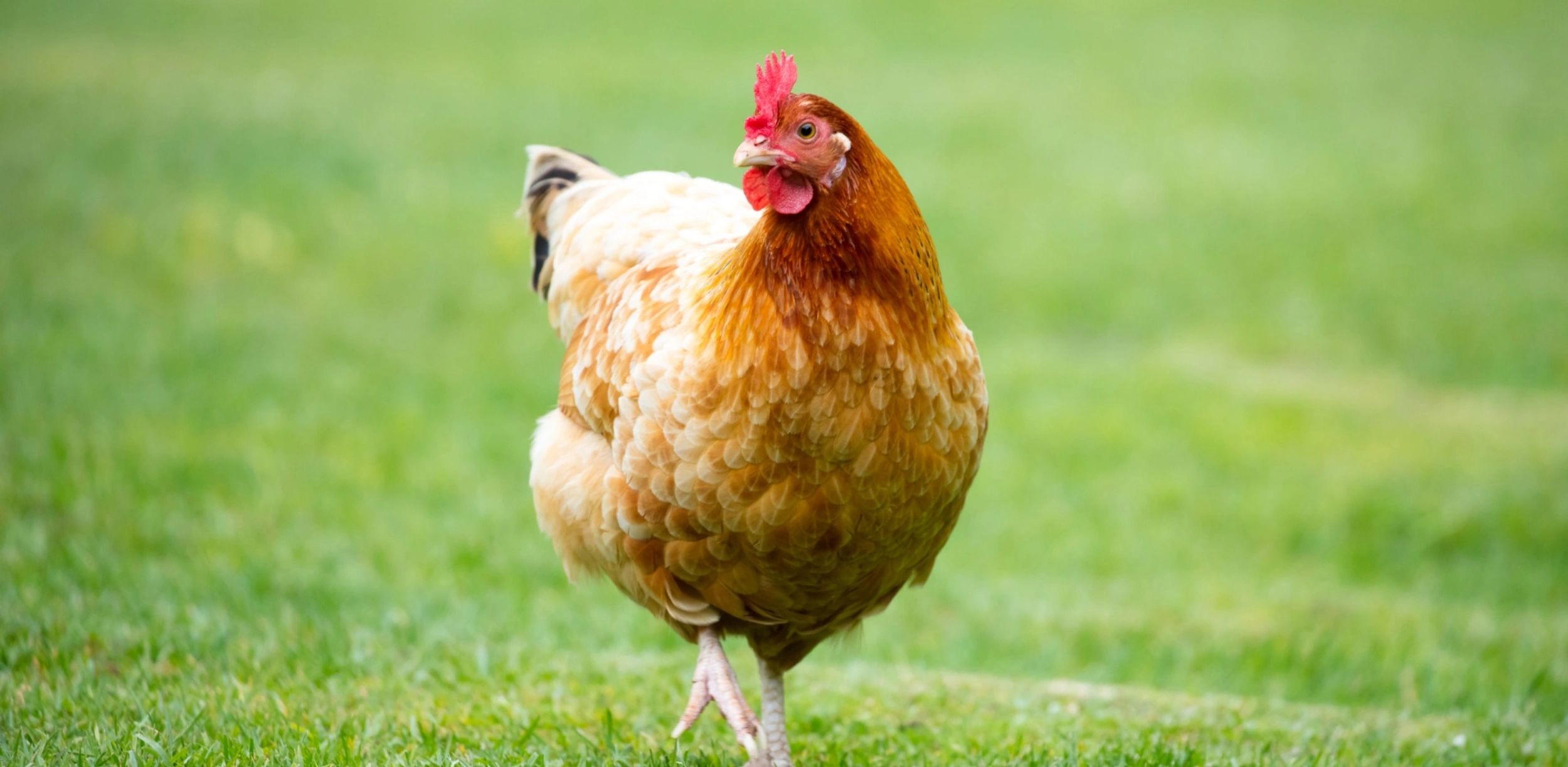 Animaux de la ferme à Porto-Vecchio