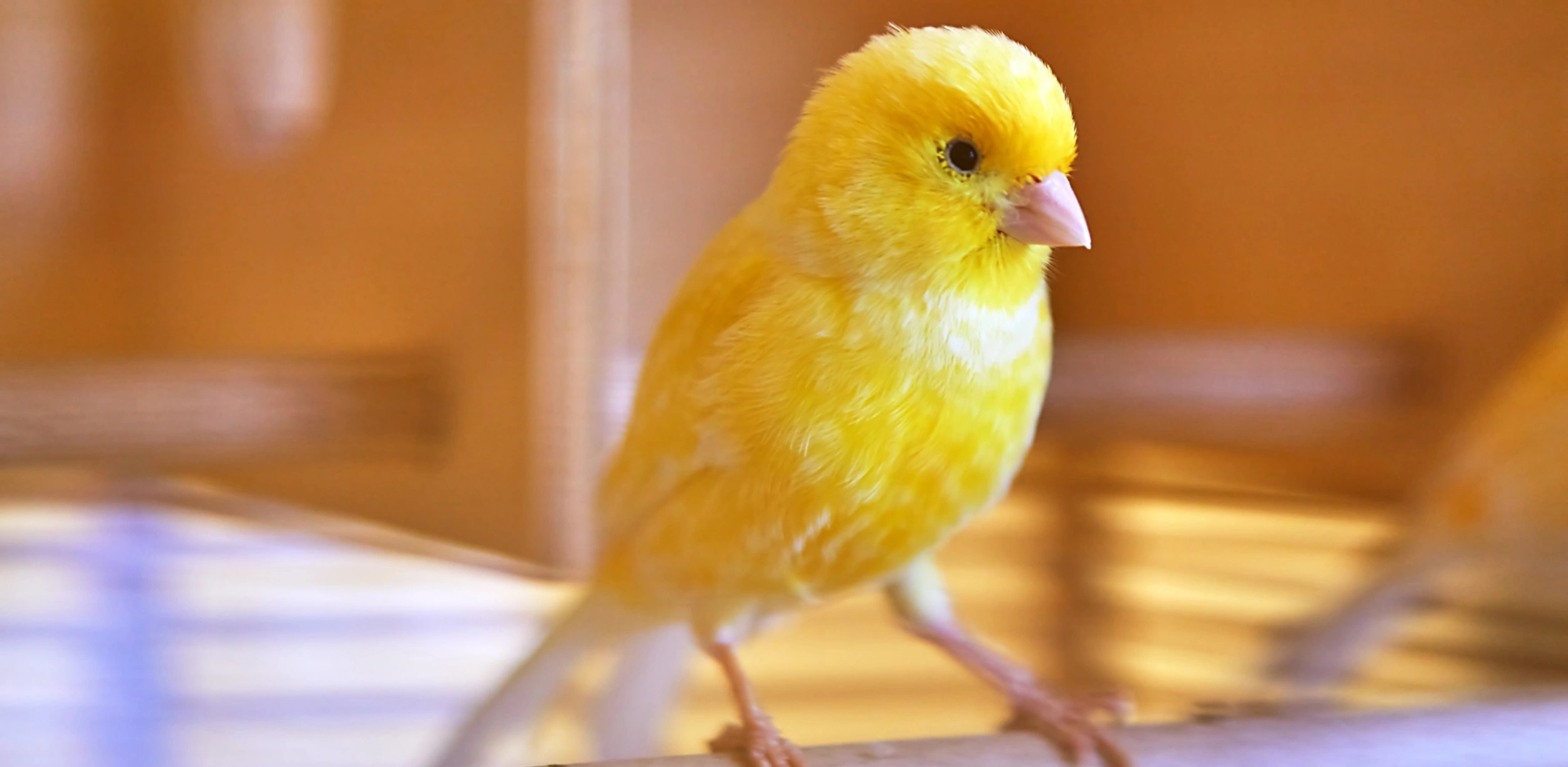 Vente d’oiseaux domestiques à Porto-Vecchio