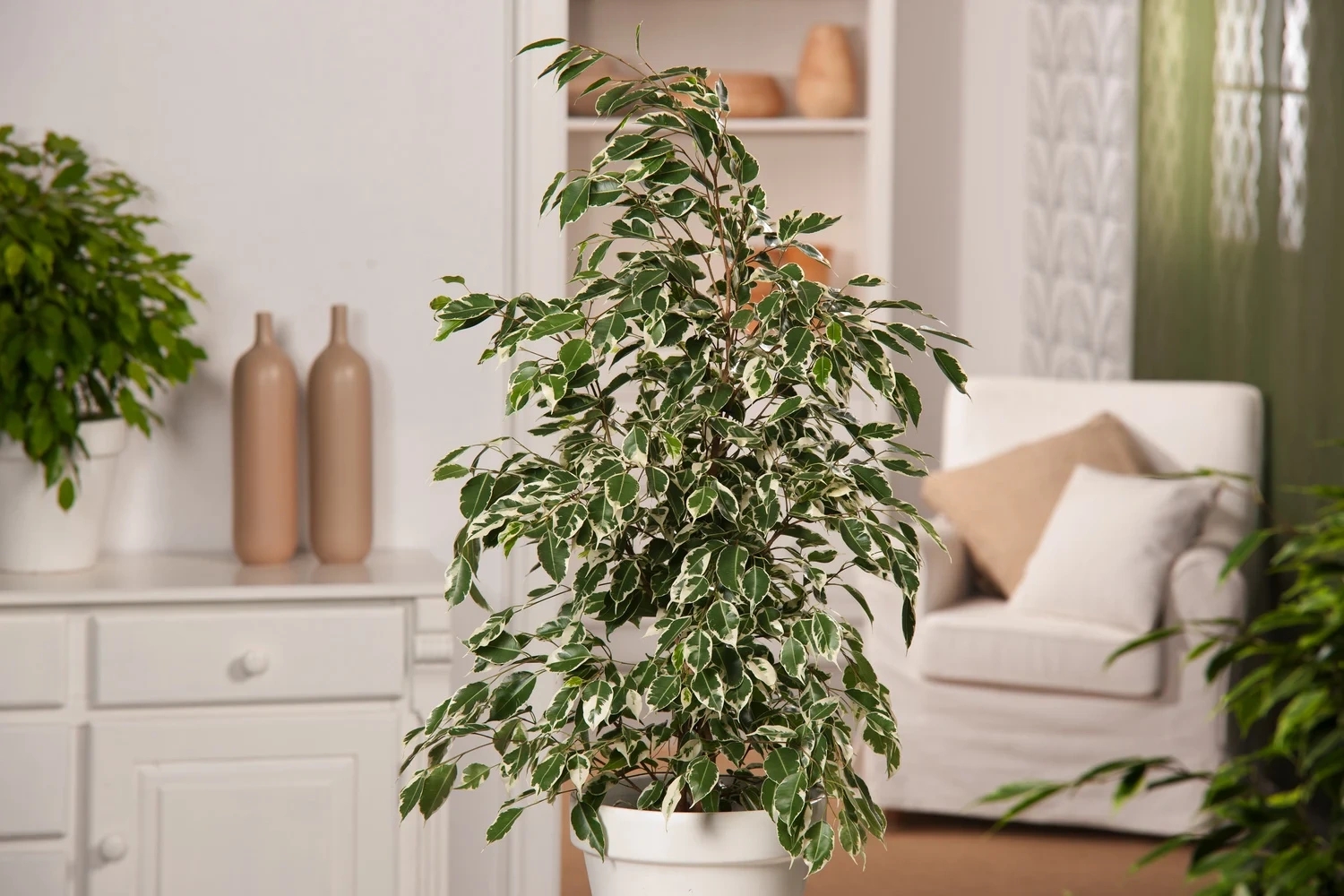 Vente de ficus à Porto-Vecchio