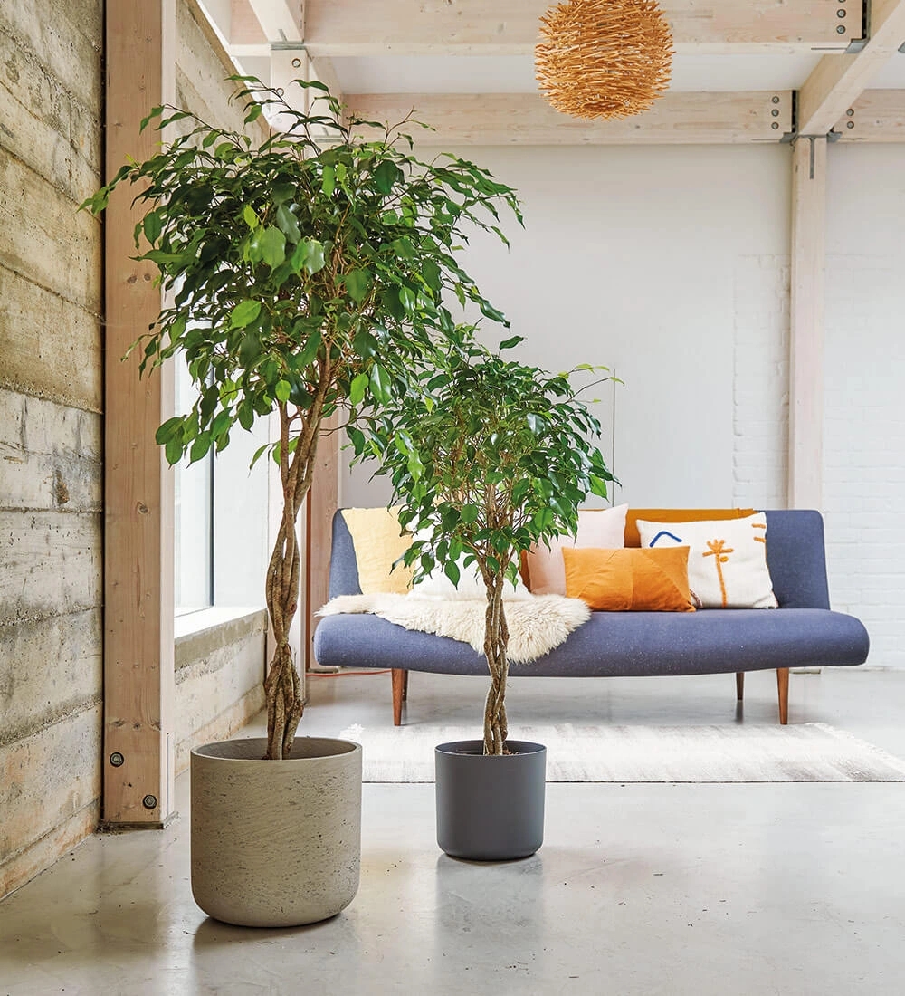 Vente de grand ficus à Porto-Vecchio