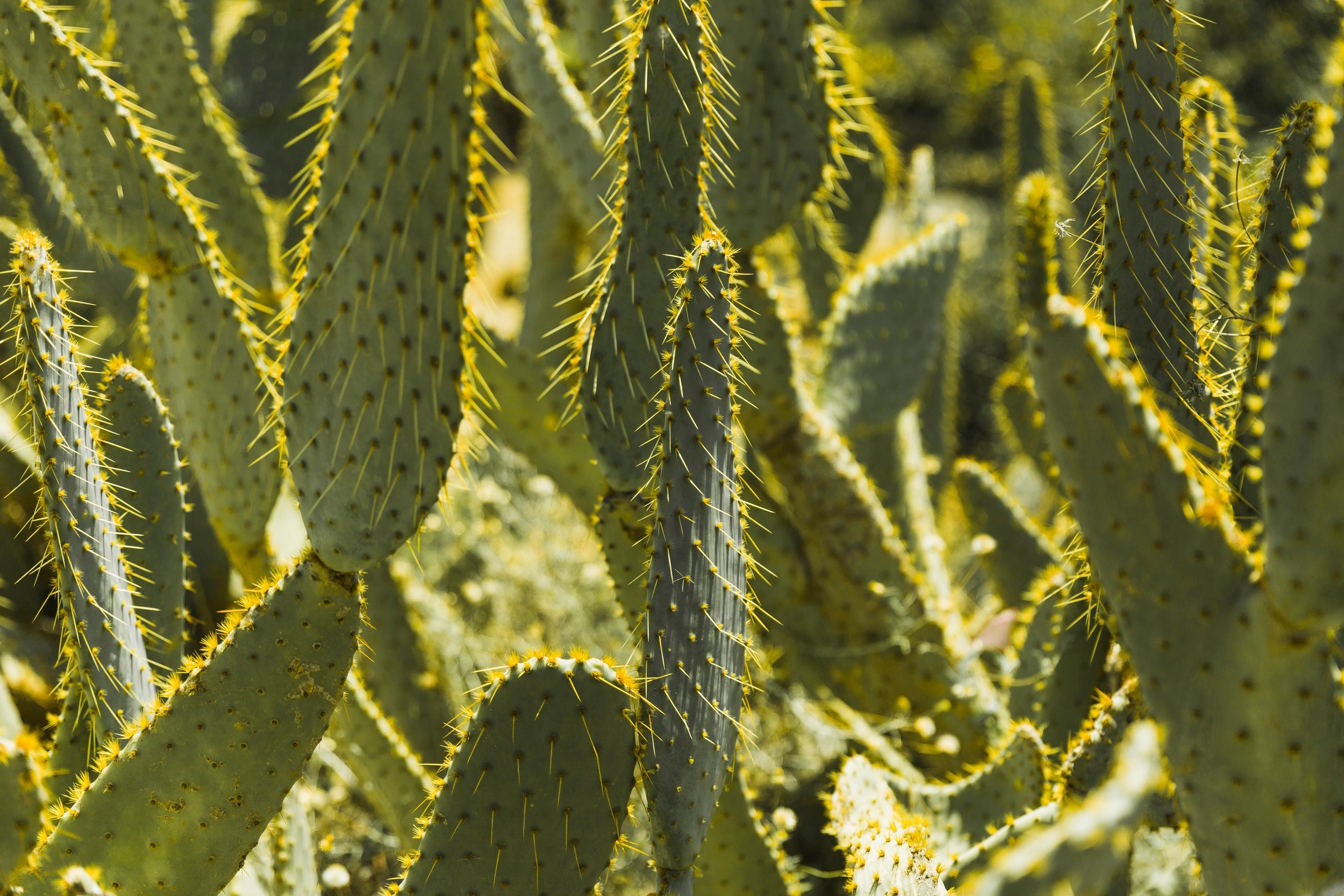 Ventes de cactus à Sant-Cyprien