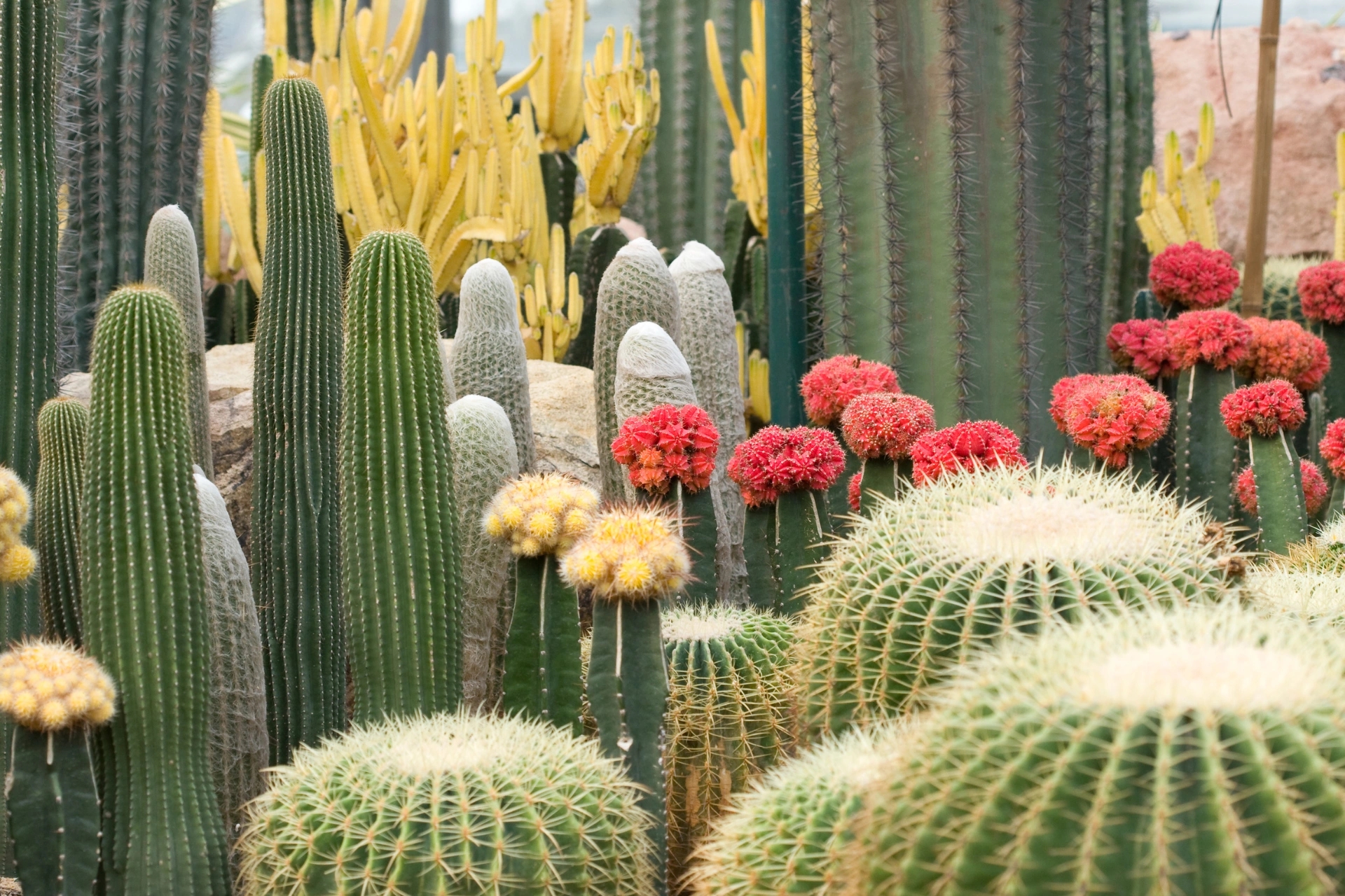Cactus pour jardin à Porto-Vecchio