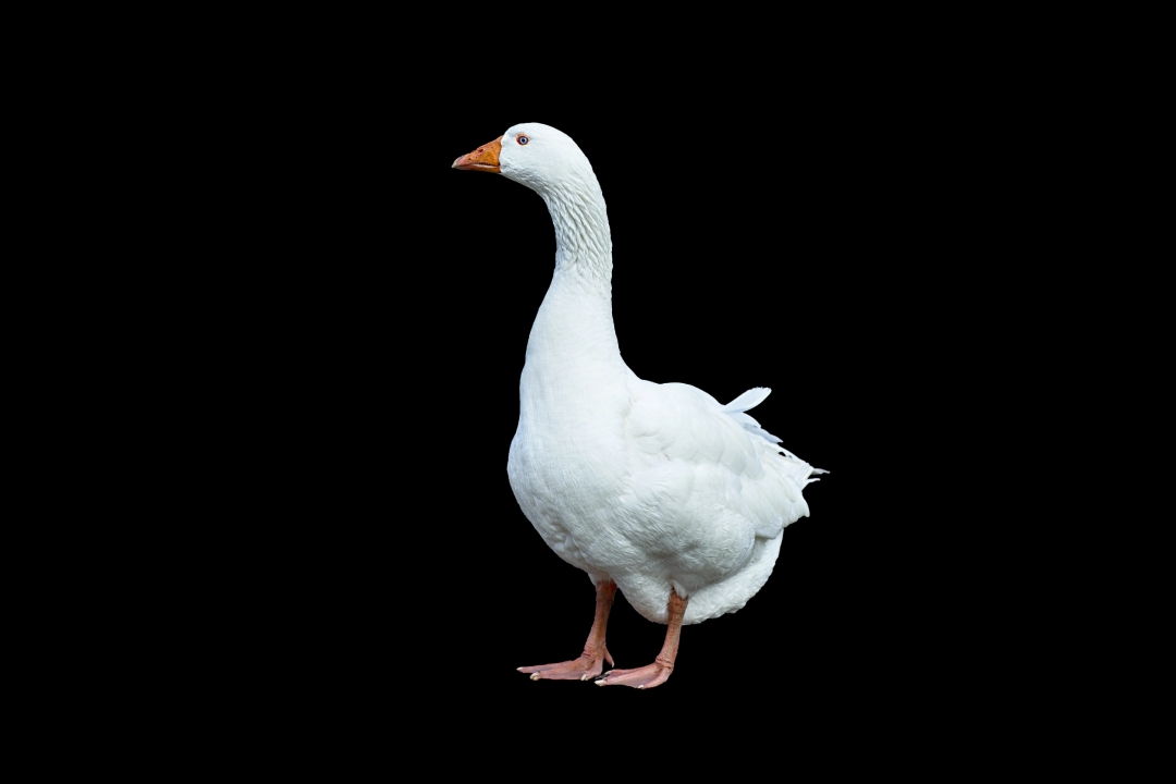 Parc animalier