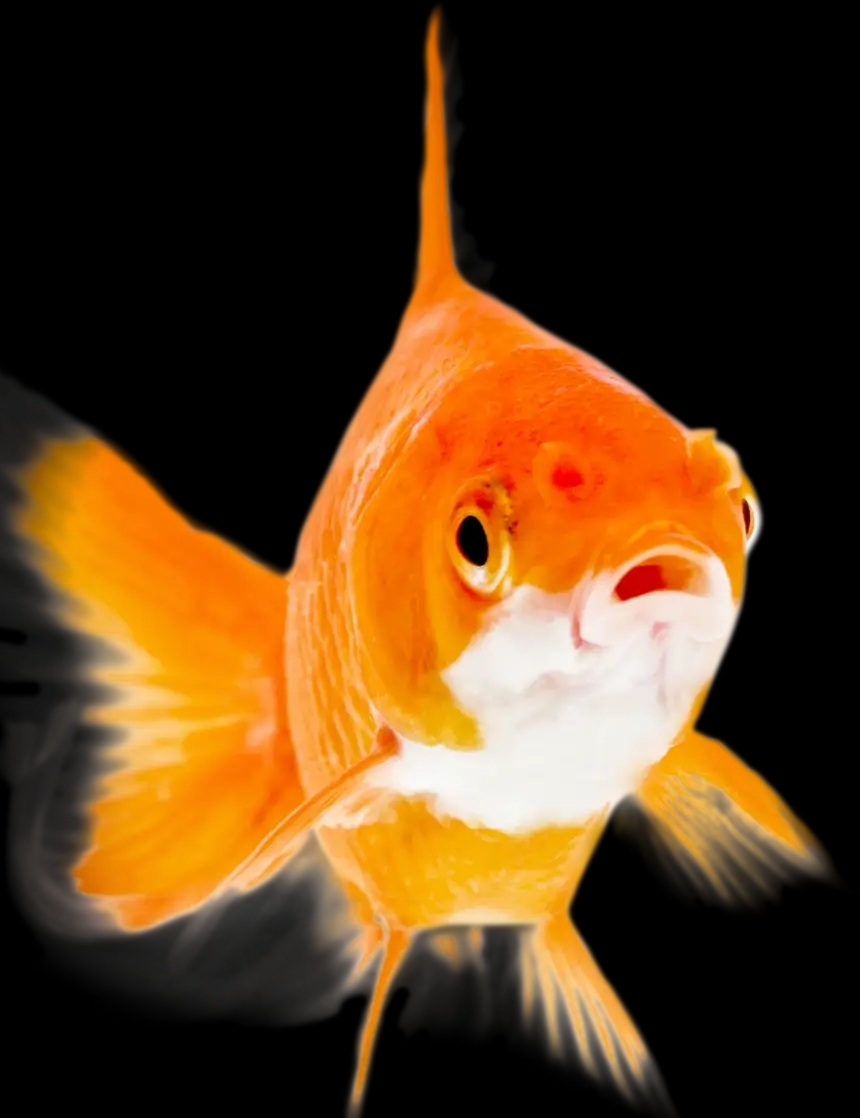 Poissons