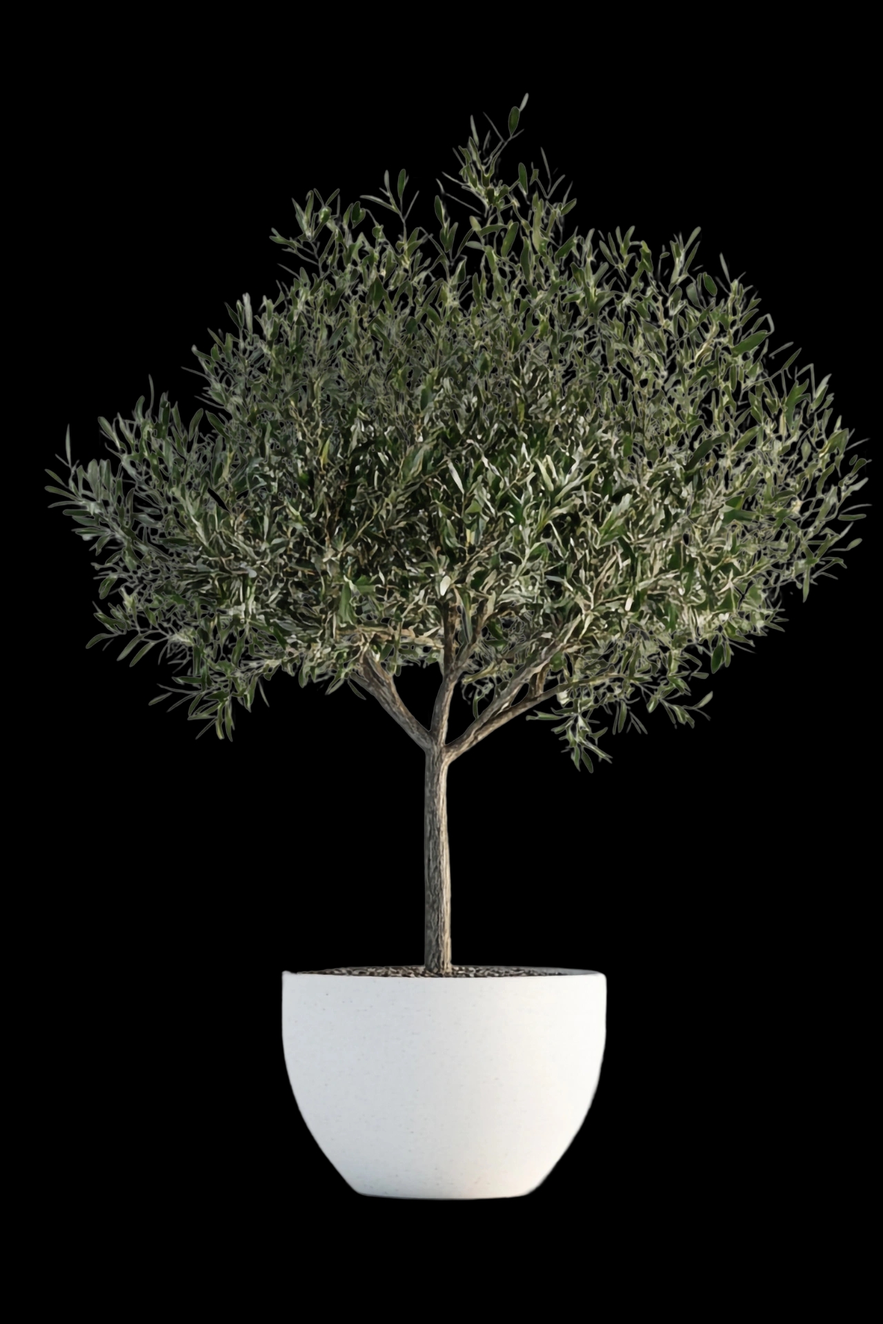Arbres et arbustes