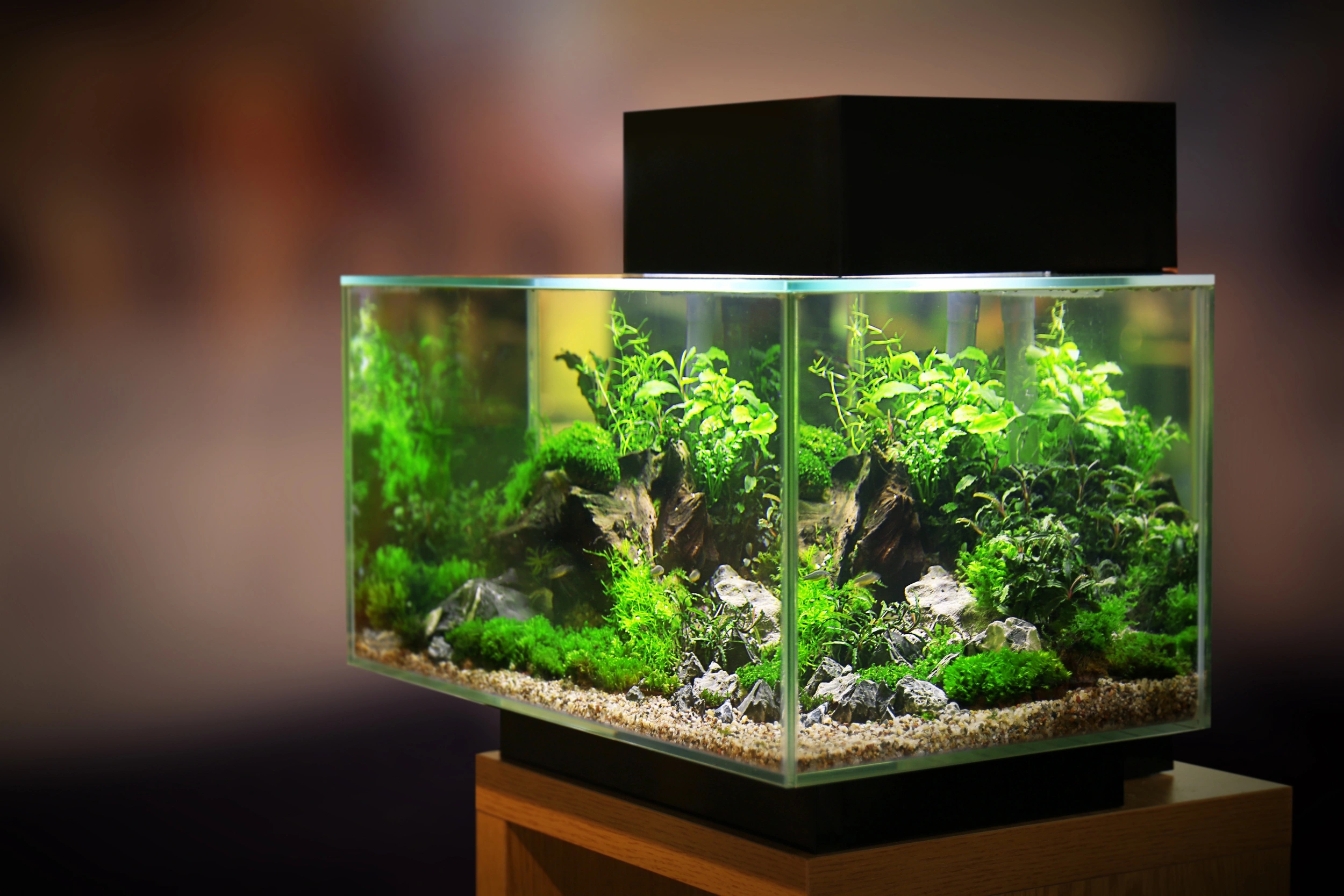 Aquarium à vendre à Porto-Vecchio
