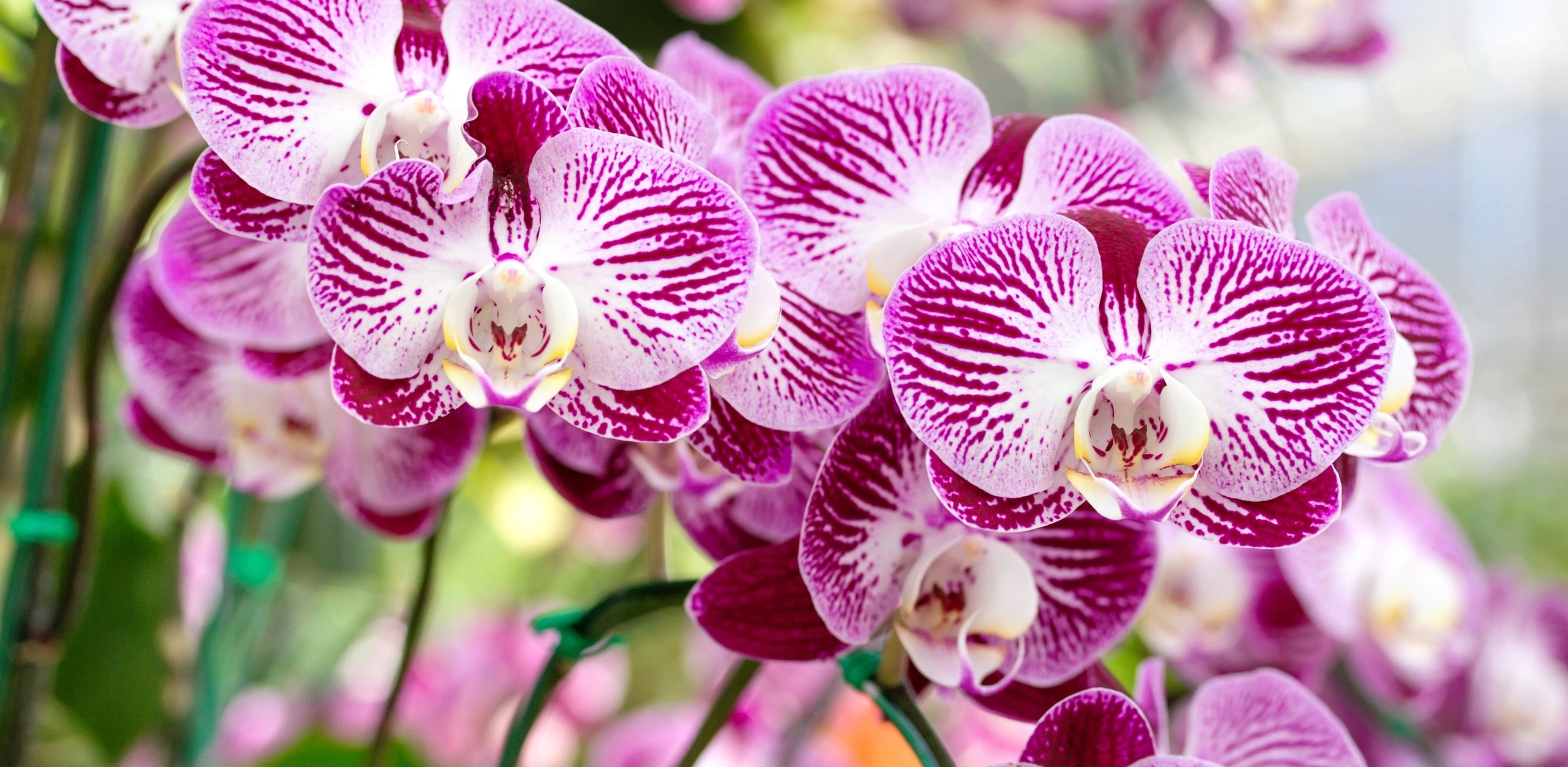 Vente d'orchidée à Porto-Vecchio