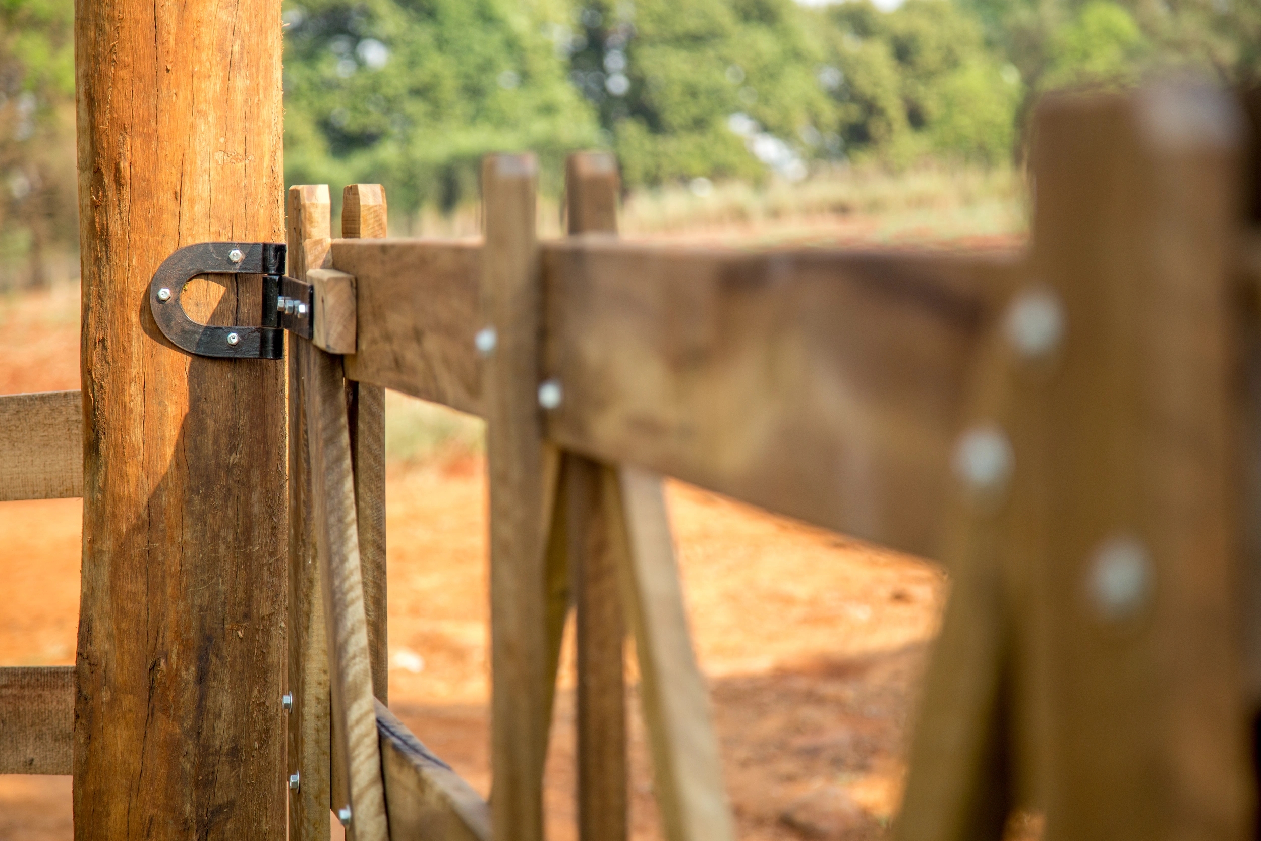Animaux de la ferme à Lecci