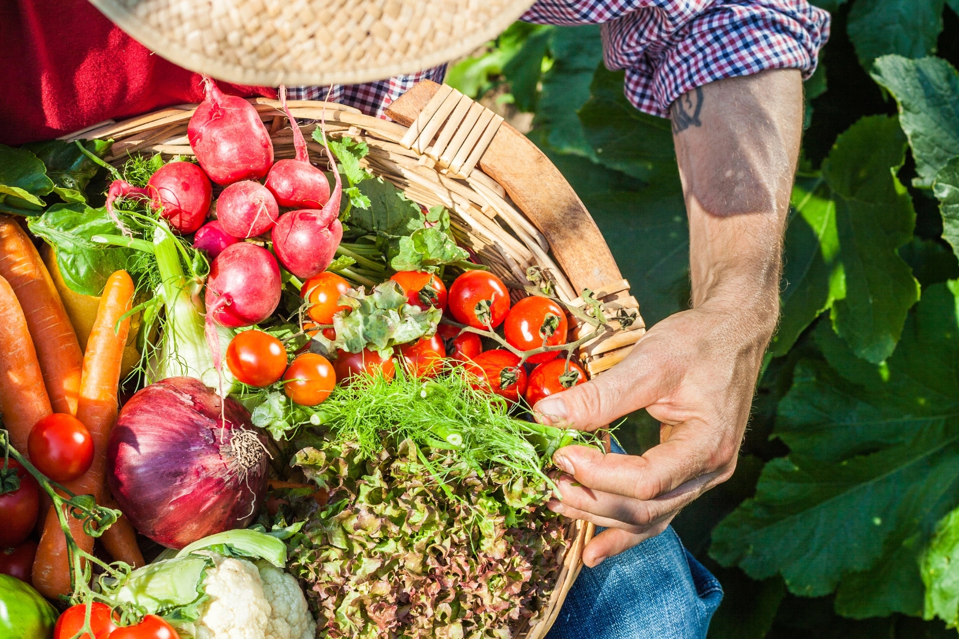 Semences pour potager à Saint-Cyprien