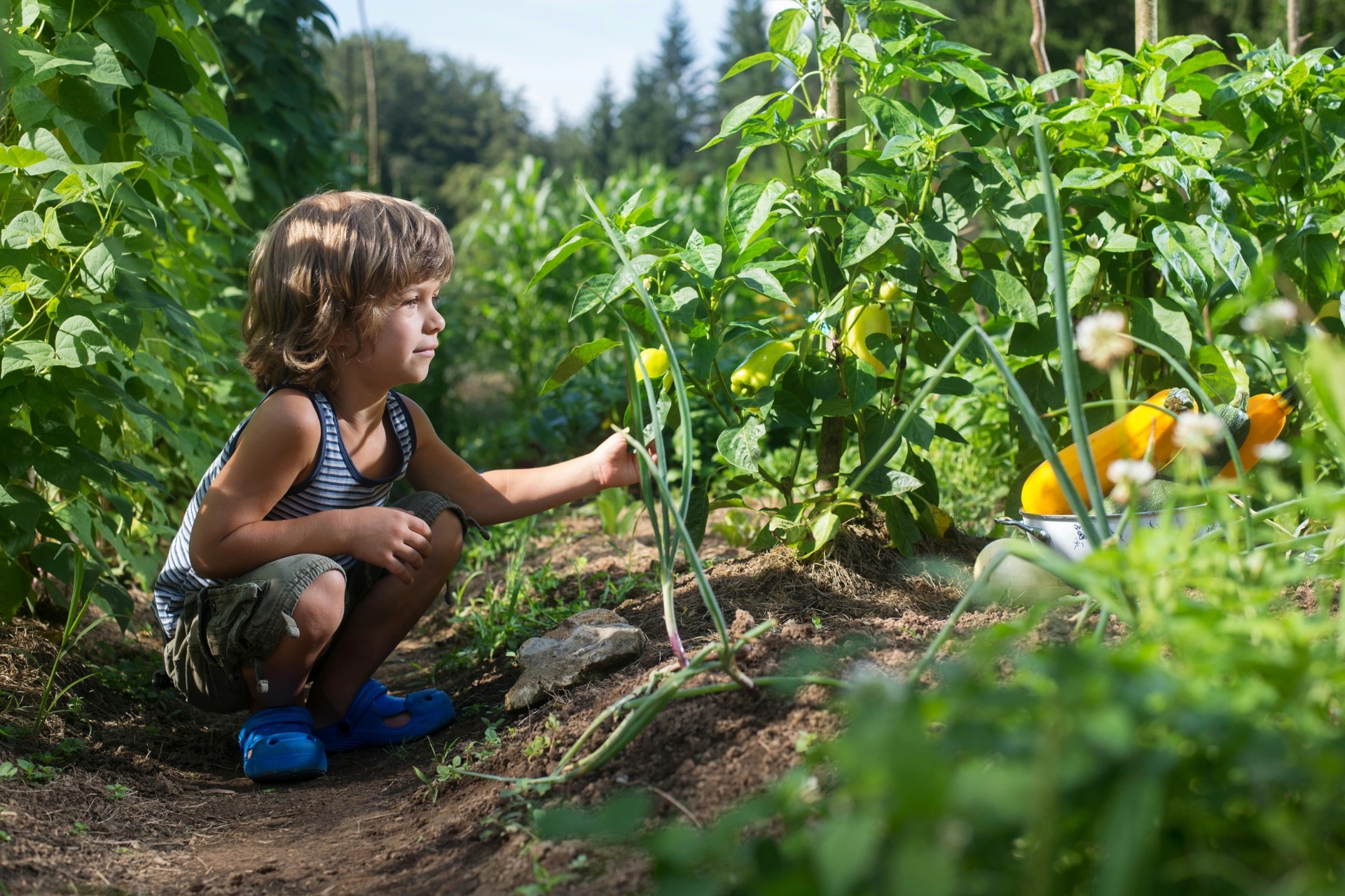 Plants et semences pour potager à Saint-Cyprien